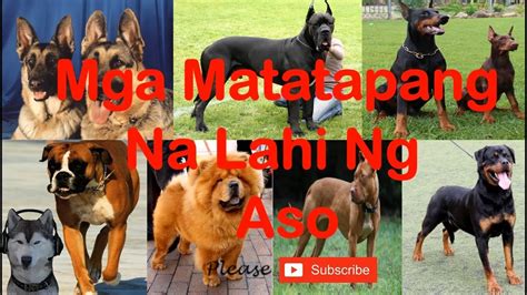 aso kinantot ng tao